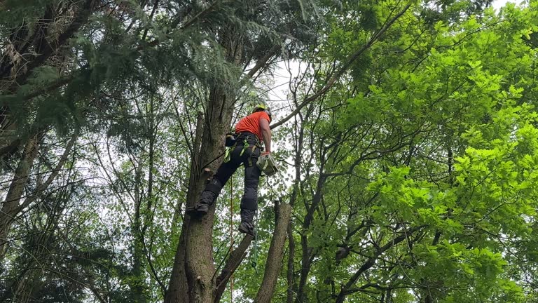 Trusted Rollingwood, TX Tree Removal and Landscaping Services Experts